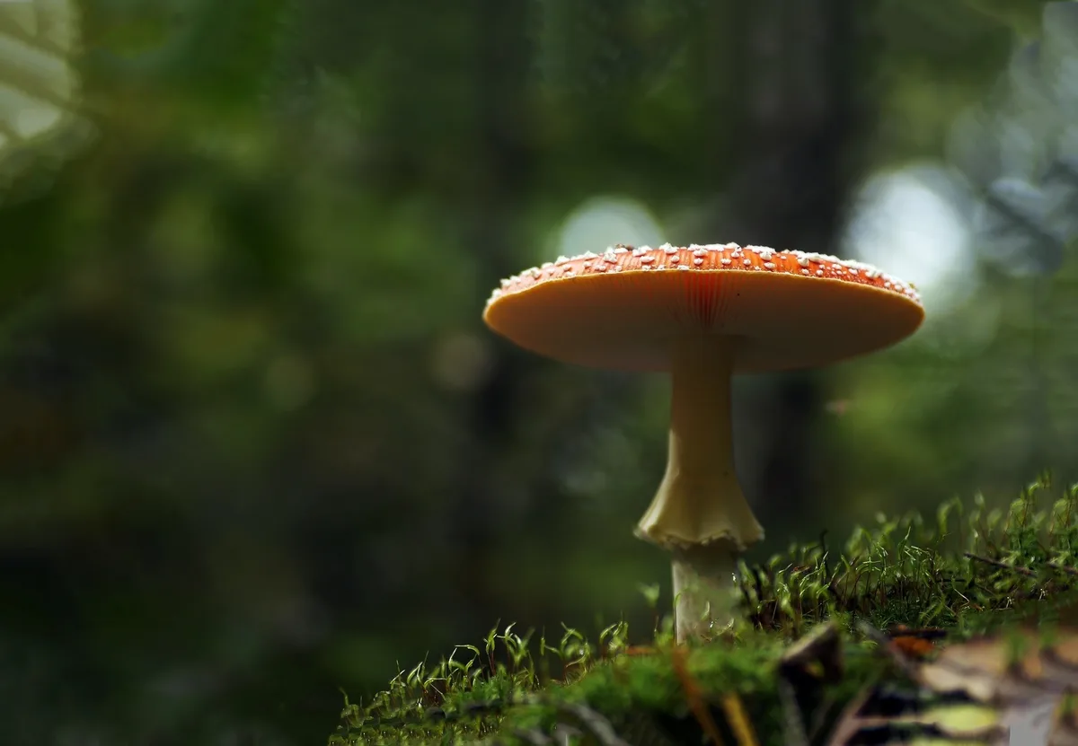 A close-up photograph of a red-capped mushroom with white spots growing in mossy forest ground, overlaid with the text 'i'm…