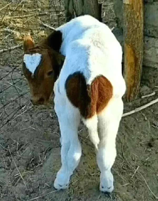 A young calf with a white and brown coat stands in a dirt area near wooden posts, its back facing the viewer and its head…