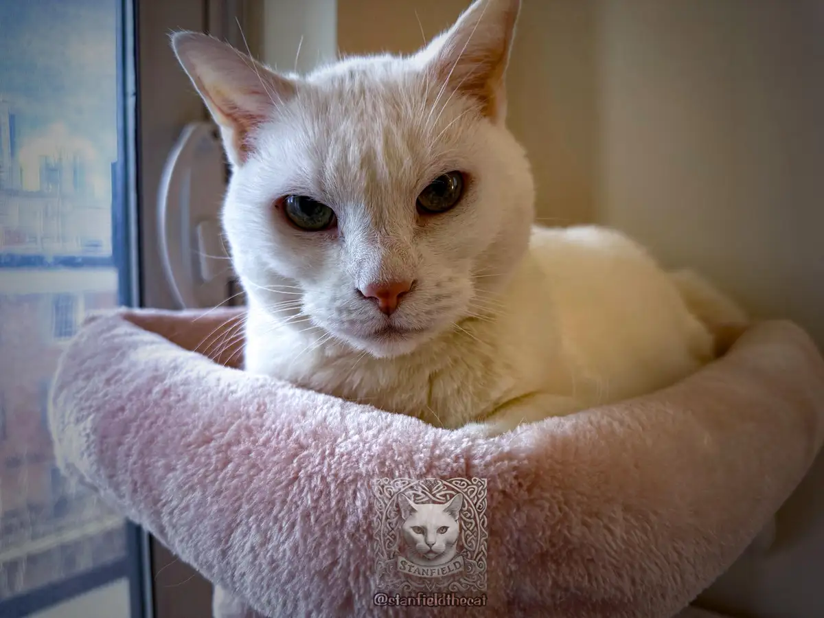 A white cat with green eyes sits in a plush pink cat bed near a window, looking directly at the camera with a bored…