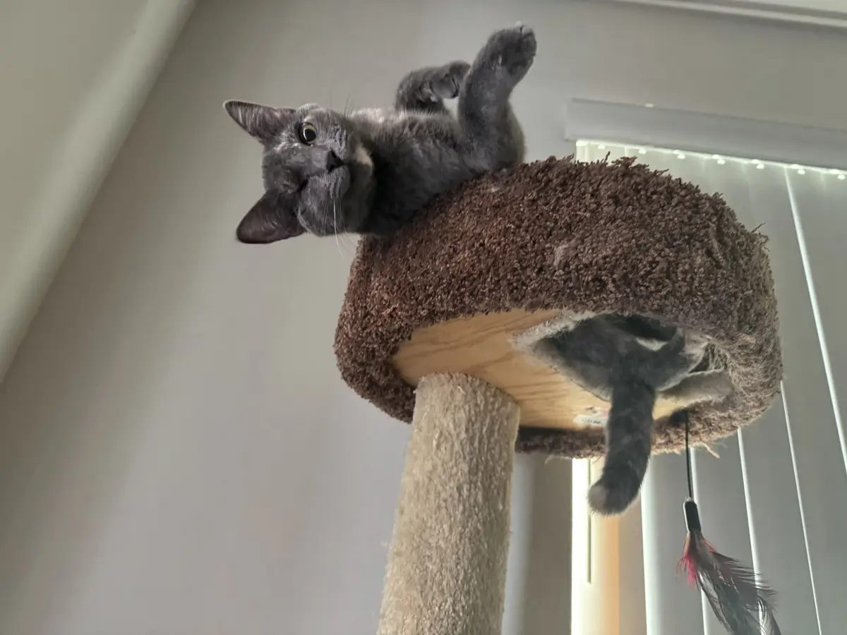 A gray cat is lying upside down on the top platform of a brown carpeted cat tree, with its paws raised and tail dangling…