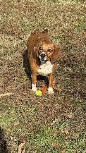 A brown and white beagle dog stands in a grassy yard with scattered dry leaves, looking up at the camera with a disappointed…
