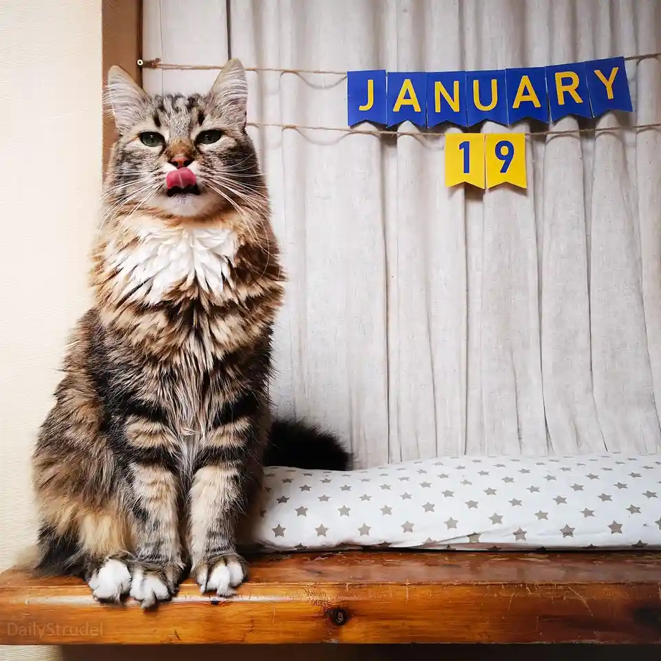 A fluffy tabby cat sits on a wooden surface with a star-patterned cushion behind it, licking its nose while a blue and…
