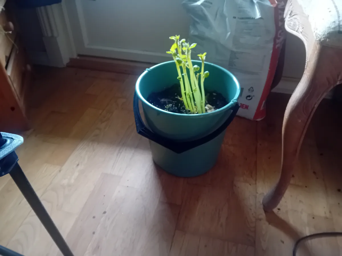 A teal bucket sits on a wooden floor, filled with soil and several small green seedlings sprouting upwards. Behind it is a…