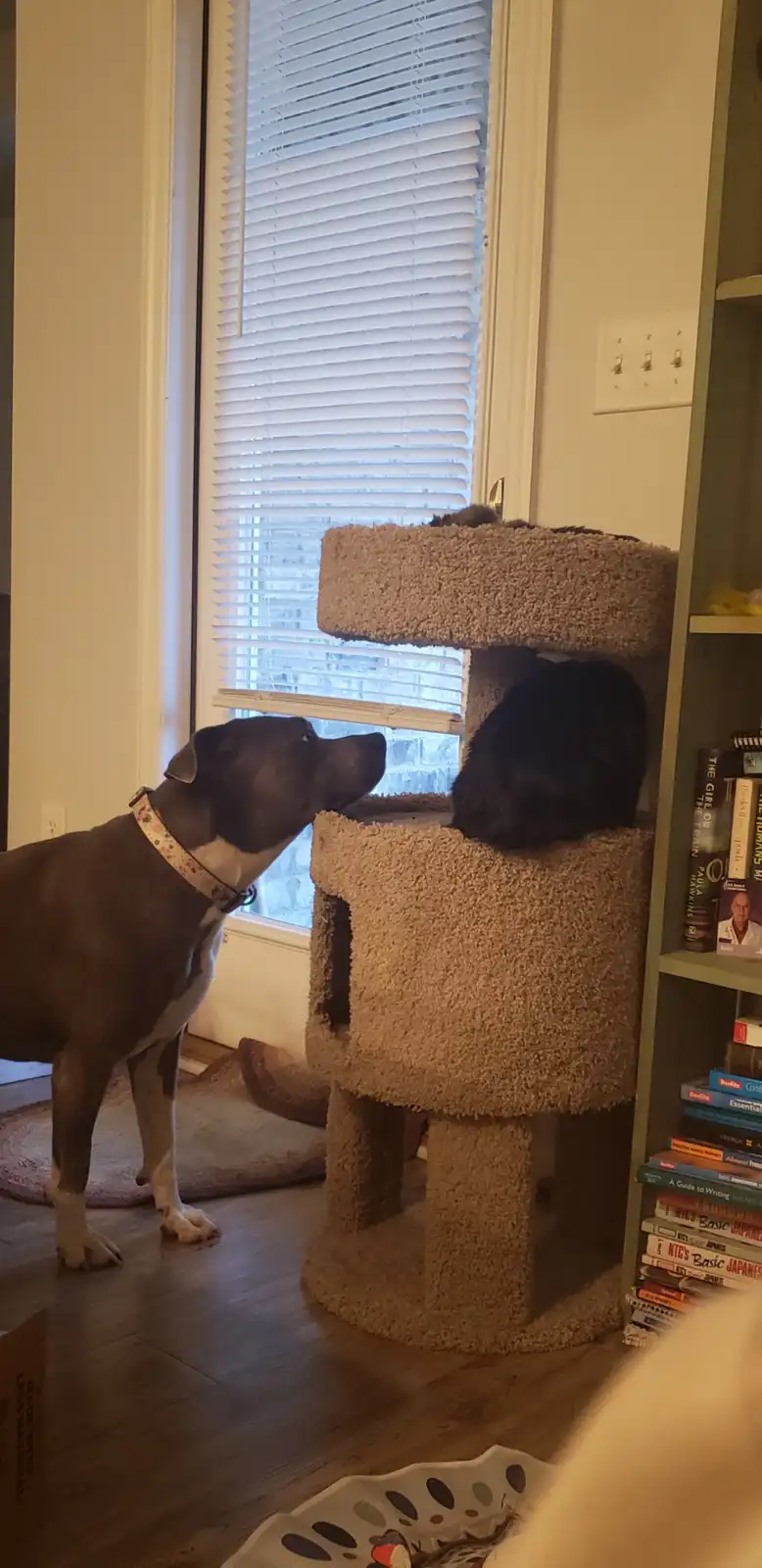 A brown and white dog stands on a wooden floor, looking up at a black cat sitting on a multi-level beige cat tree. The cat…