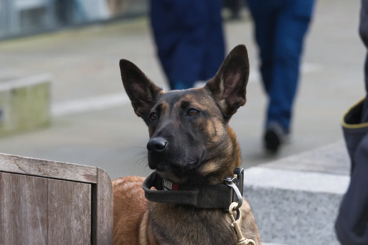 A close-up photo of a tan and black dog, likely a Belgian Malinois, wearing a black collar with a metal clip and leash…