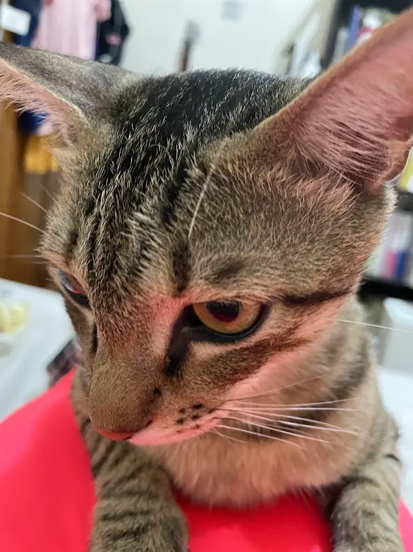 A close-up photo of a tabby cat with a visibly displeased expression, its eyes half-lidded and looking down, sitting on a…