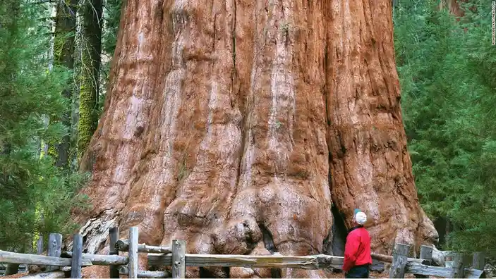 A person in a red jacket and white cap stands dwarfed by the massive, textured trunk of a giant sequoia tree in a forest…