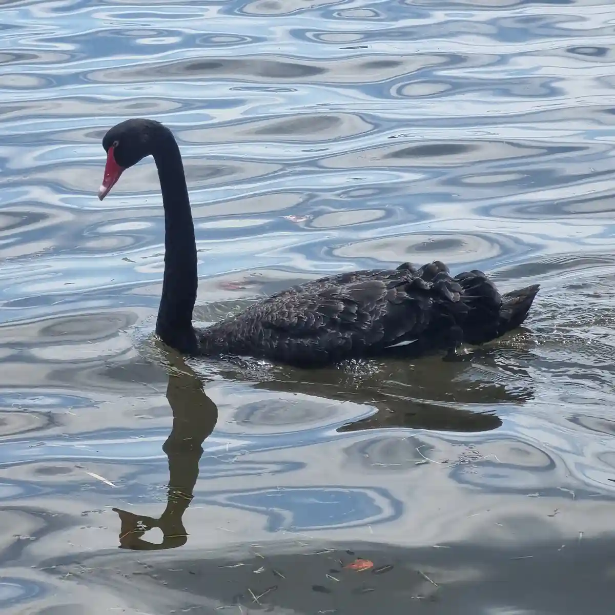 A Black Swan Living Its Best Life