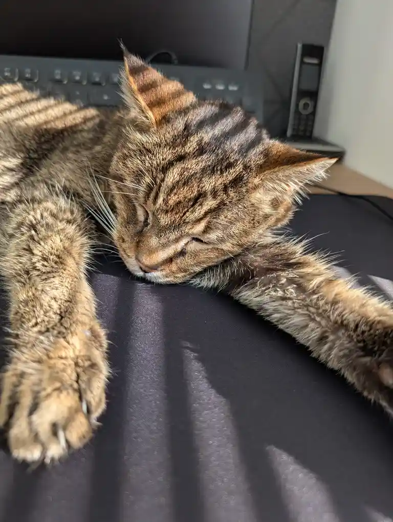 A brown tabby cat is sleeping soundly with its eyes closed on a dark surface, likely a desk, with its paws stretched out…