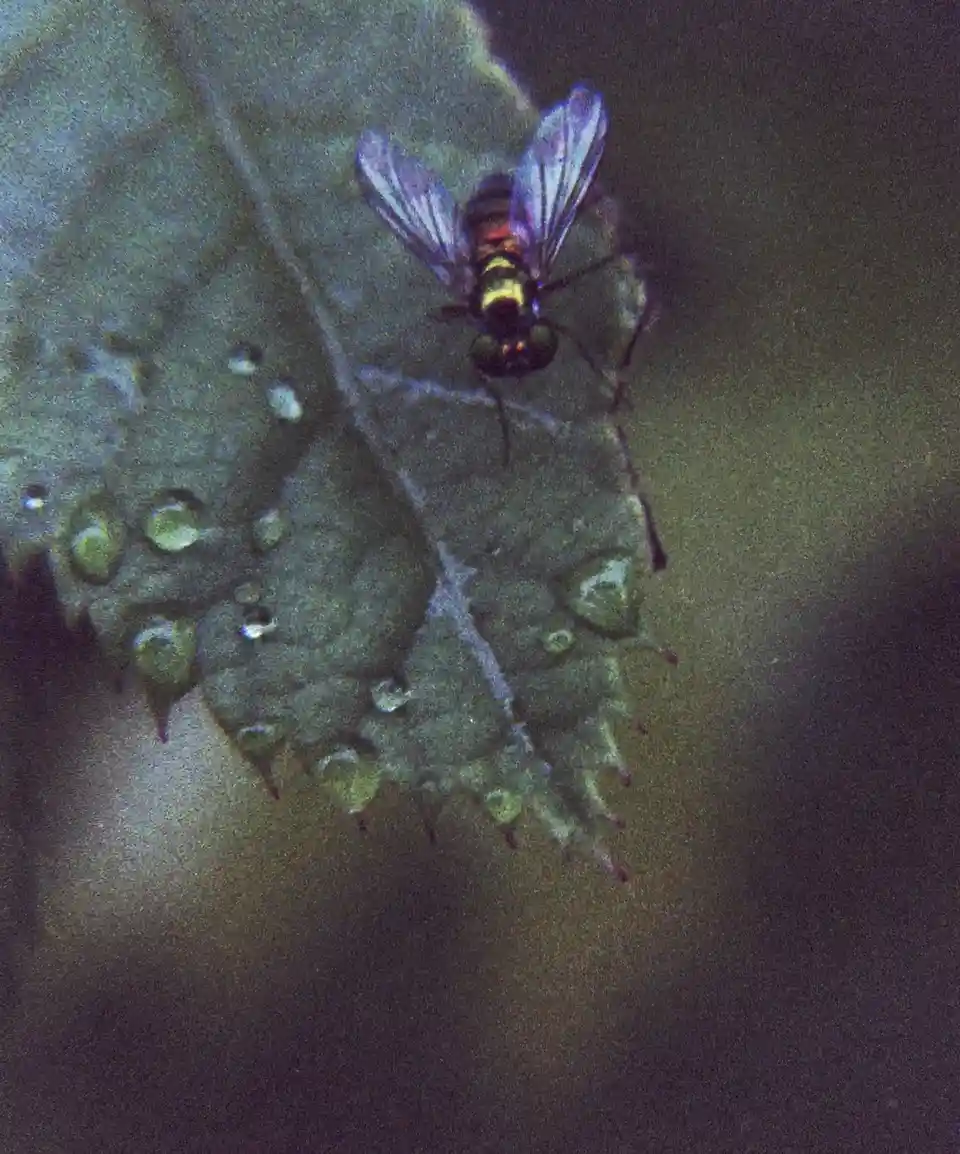 A close-up photo shows a small, iridescent fly with purple wings and metallic green body perched on a textured, spiky green…