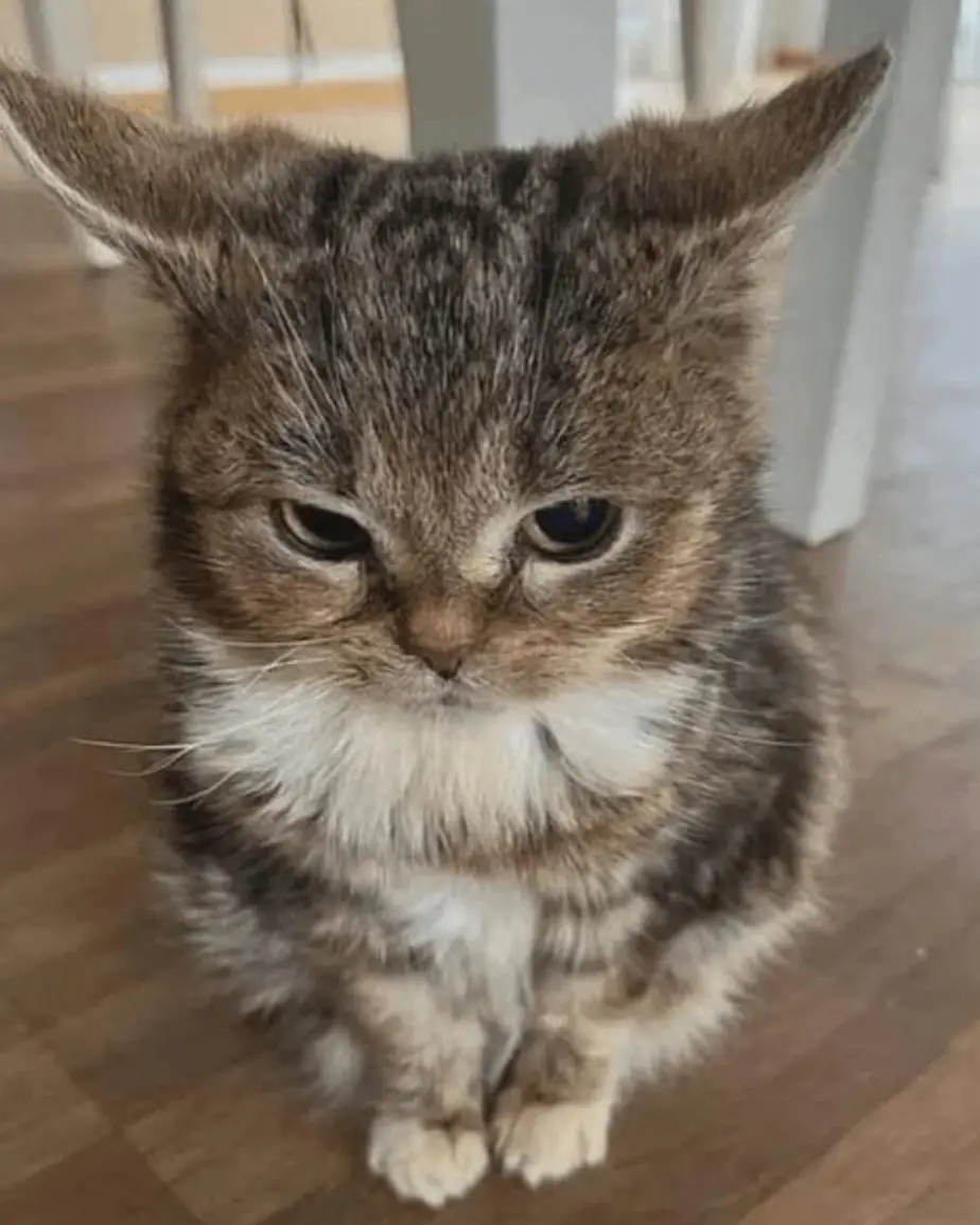 A close-up photo of a tabby cat with a grumpy, unimpressed expression, sitting on a wooden floor. The cat has wide, slightly…