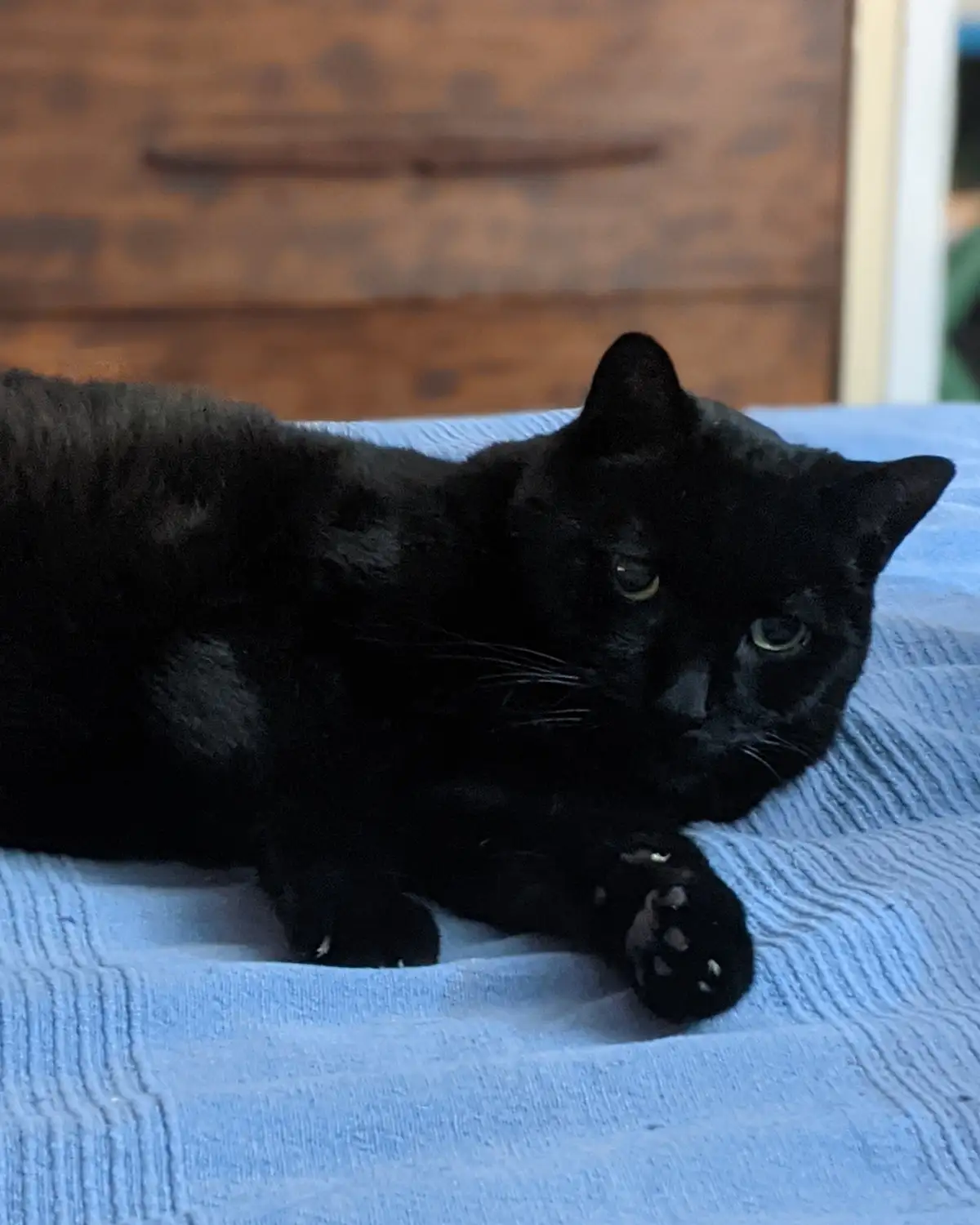 A little late but here’s your Caturday fix