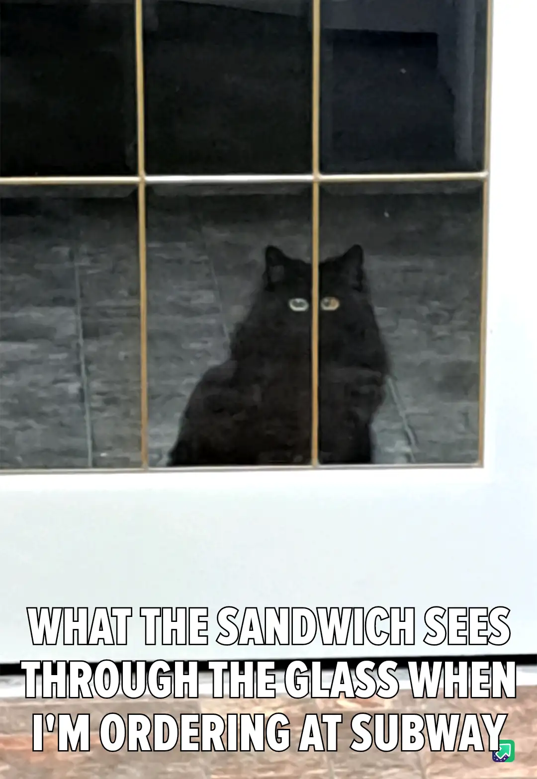The Adorable Sandwich Cat Strikes Again