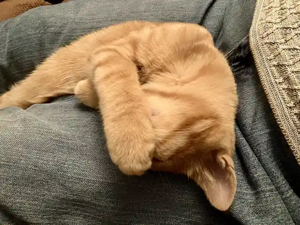 An orange tabby cat is curled up on a gray textured couch, using its front paw to cover its face in a sleeping or resting…