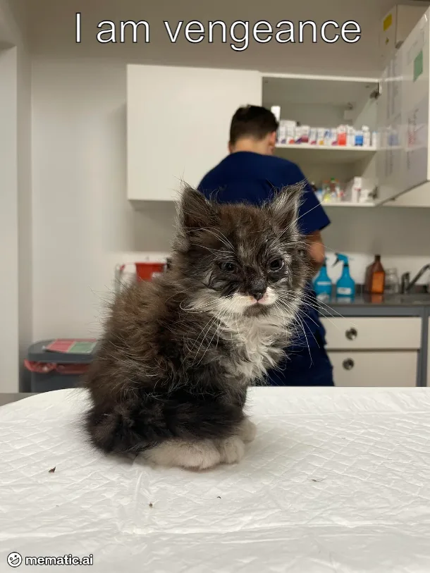 A fluffy, dark-furred kitten with a white chest and paws sits solemnly on a white examination table in what appears to be a…