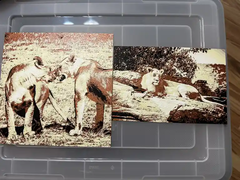 Two printed images of lions are placed side by side on a clear plastic tray. The left image shows two lions interacting…