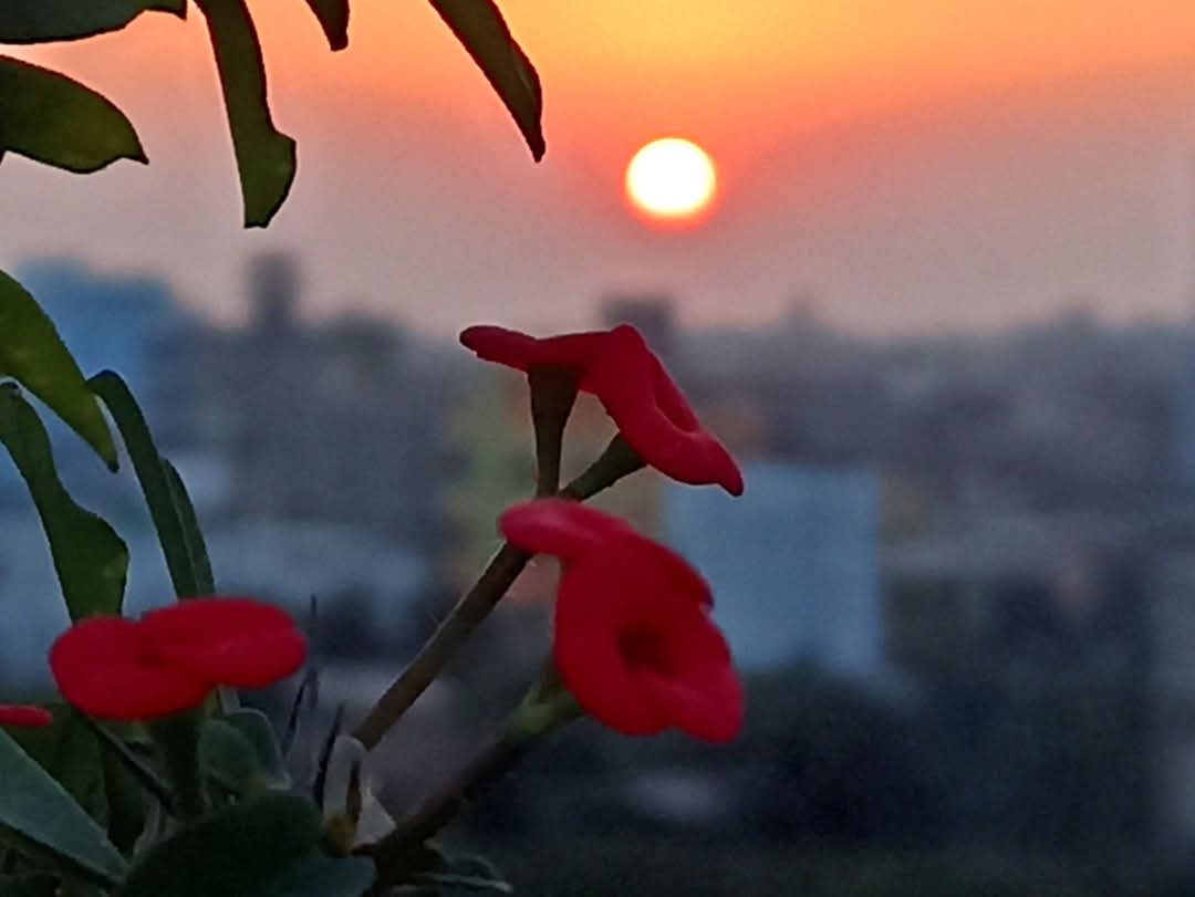 A close-up photo shows vibrant red flowers in the foreground with a blurred cityscape and a setting sun in the background…
