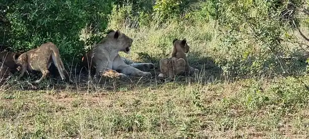 A group of lions, including a lioness and cubs, are resting in a grassy, bushy area. One lioness is lying down with her…