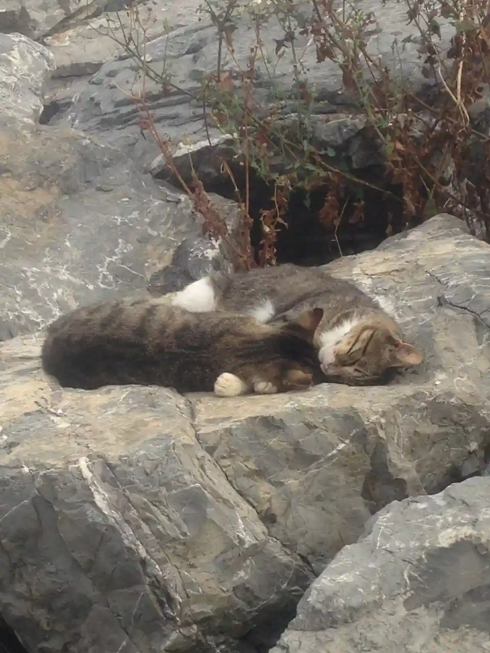 A tabby cat with white paws is curled up and sleeping soundly on a large grey rock, surrounded by dry vegetation and other…