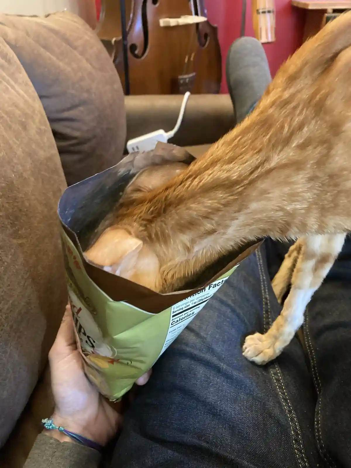 Caught Red-Handed: The Ginger Potato Chip Bandit!