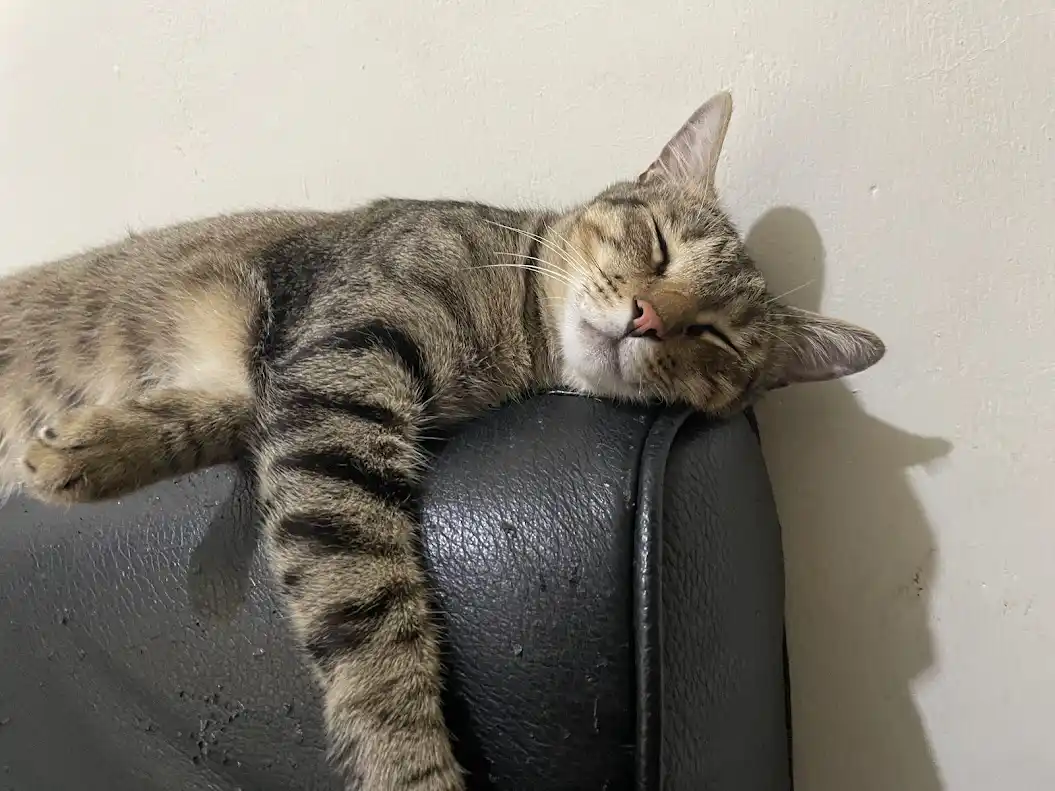a tabby cat with brown and black stripes is sleeping soundly with its eyes closed, resting its head on the curved armrest of…
