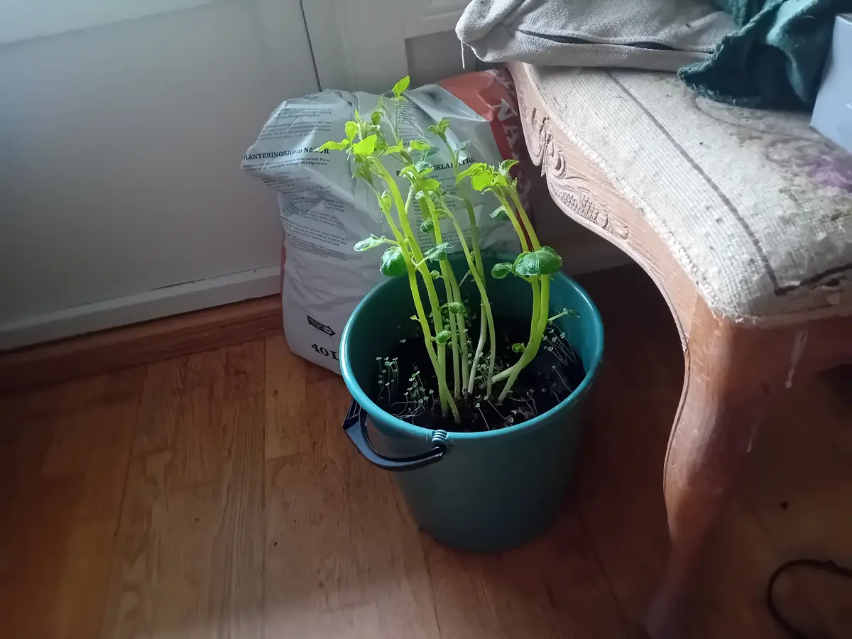 A teal plastic bucket sits on a wooden floor, filled with soil and sprouting several tall, thin green plants with small…