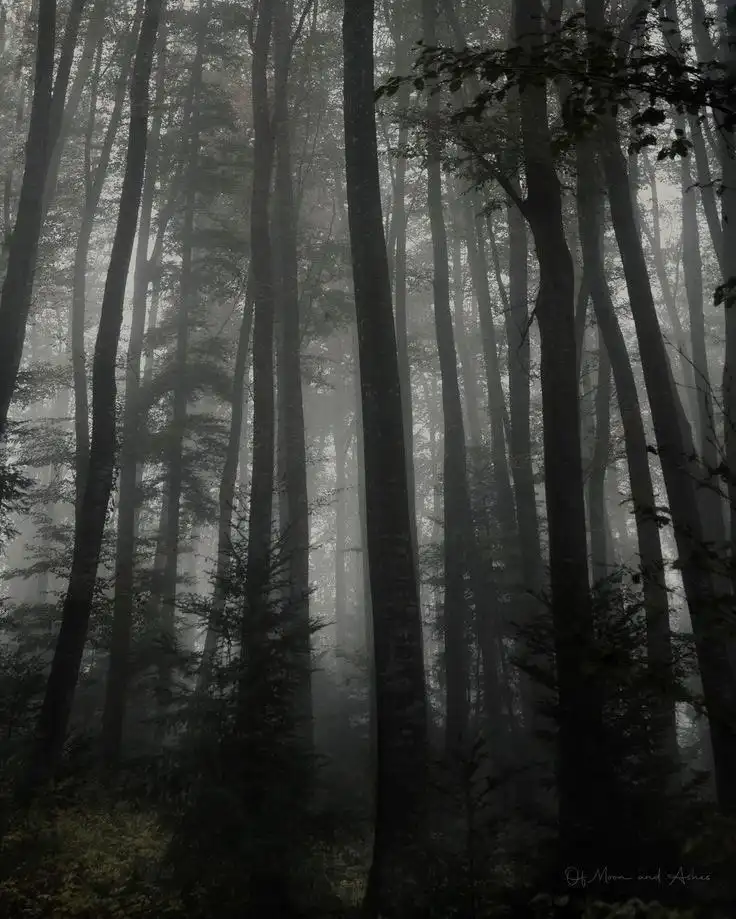 A moody, misty forest scene with tall, dark tree trunks stretching upward through dense fog, creating an eerie, atmospheric…