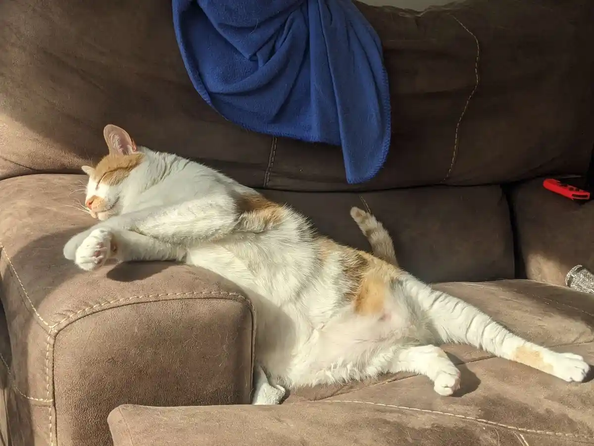 A white and orange cat is sleeping soundly on a brown couch, stretched out with its belly exposed and limbs relaxed, bathed…