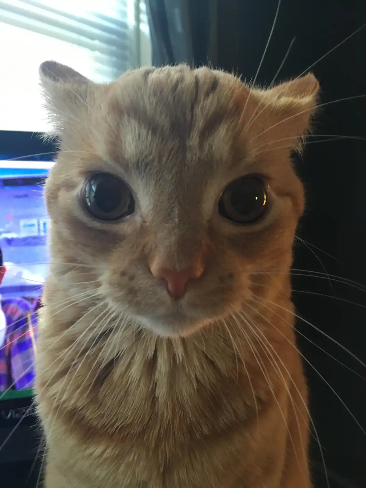 Another Cute Cat to Brighten Your Day