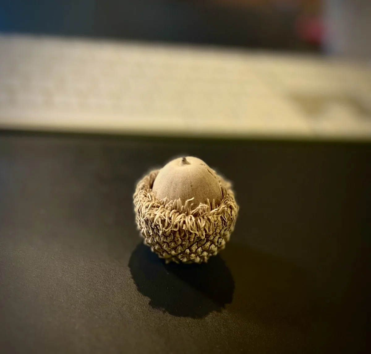 A close-up photo shows a single acorn resting on a dark, reflective surface, with its cap still attached and a blurred…