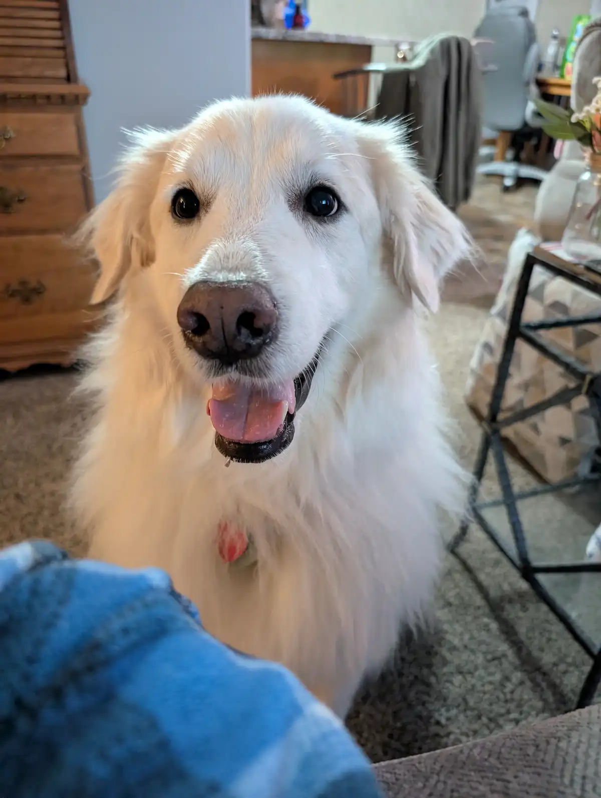 A close-up photo of a fluffy white dog with dark eyes and a pink tongue sticking out, looking directly at the camera. The…