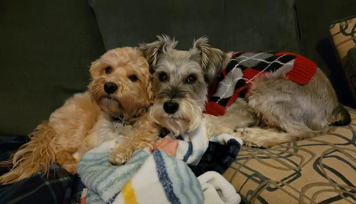 Two dogs are snuggled together on a couch; one is a light-colored fluffy dog, the other is a gray and white schnauzer…