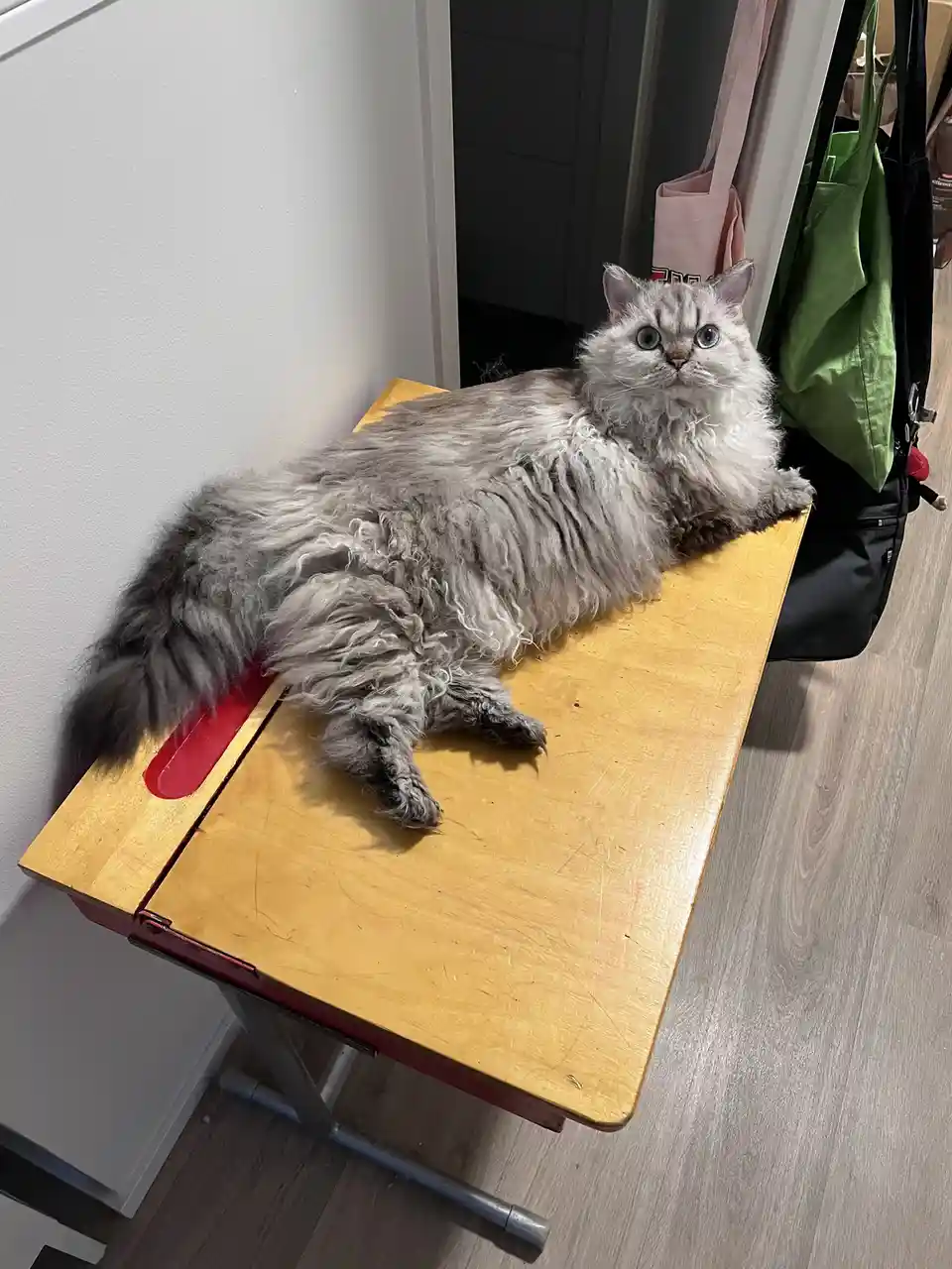 A fluffy, long-haired silver-gray cat with wide, startled eyes lies sprawled on a small wooden table with red metal legs…