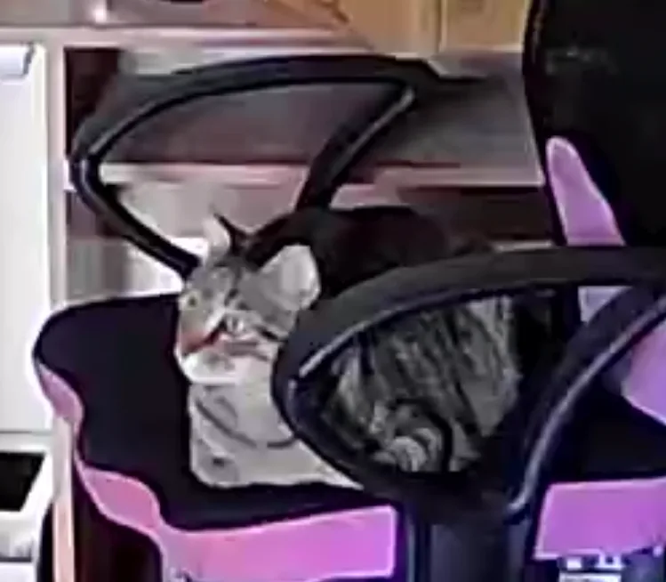 A tabby cat is sitting in a black and pink office chair, looking directly at the camera with a slightly open mouth. The…