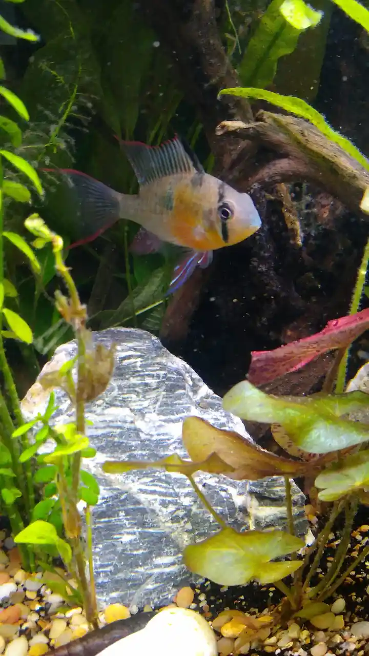 The Majestic Ram