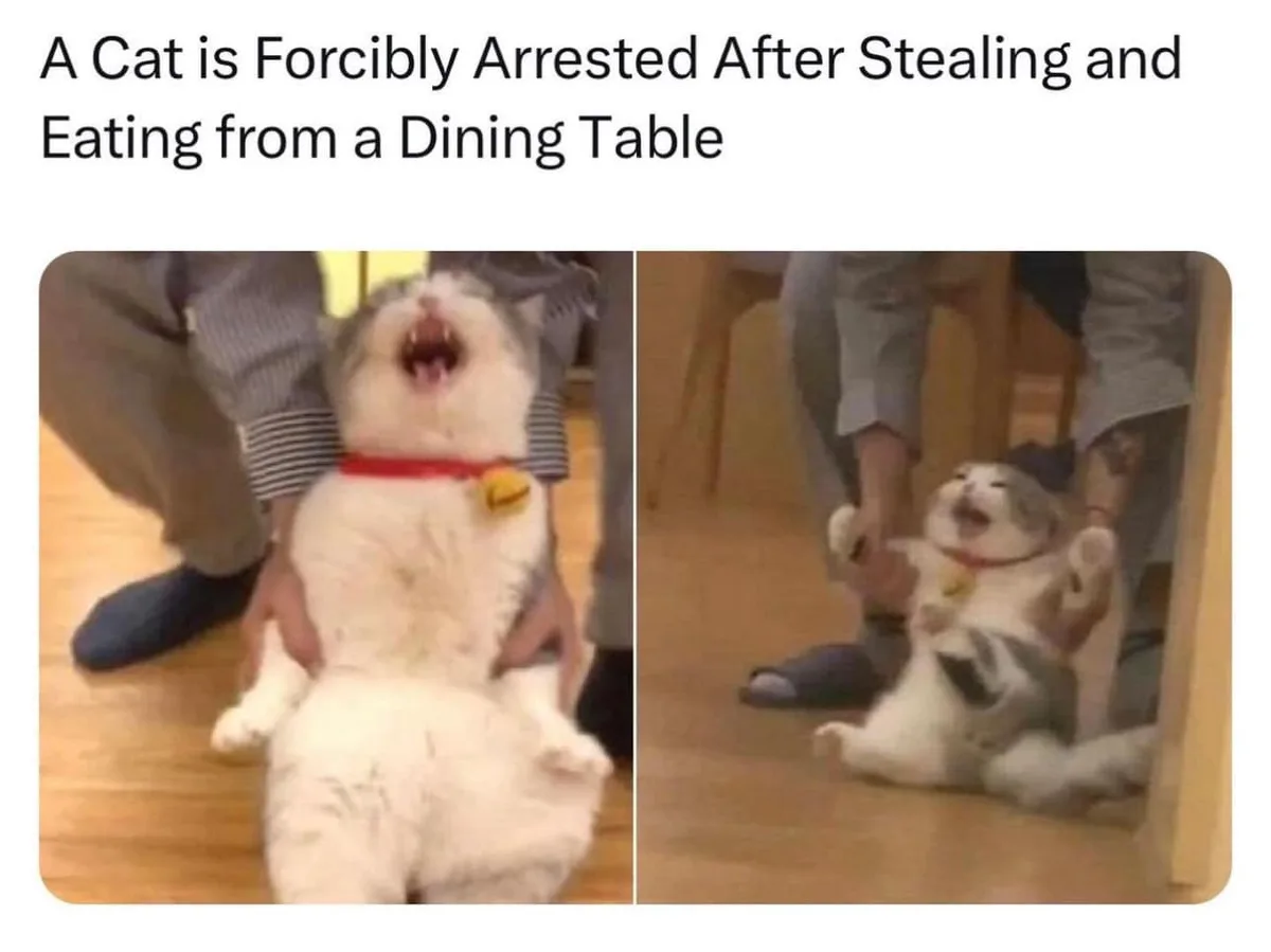 Two side-by-side images show a fluffy white and grey cat being held upside down by a person in striped sleeves. In the left…