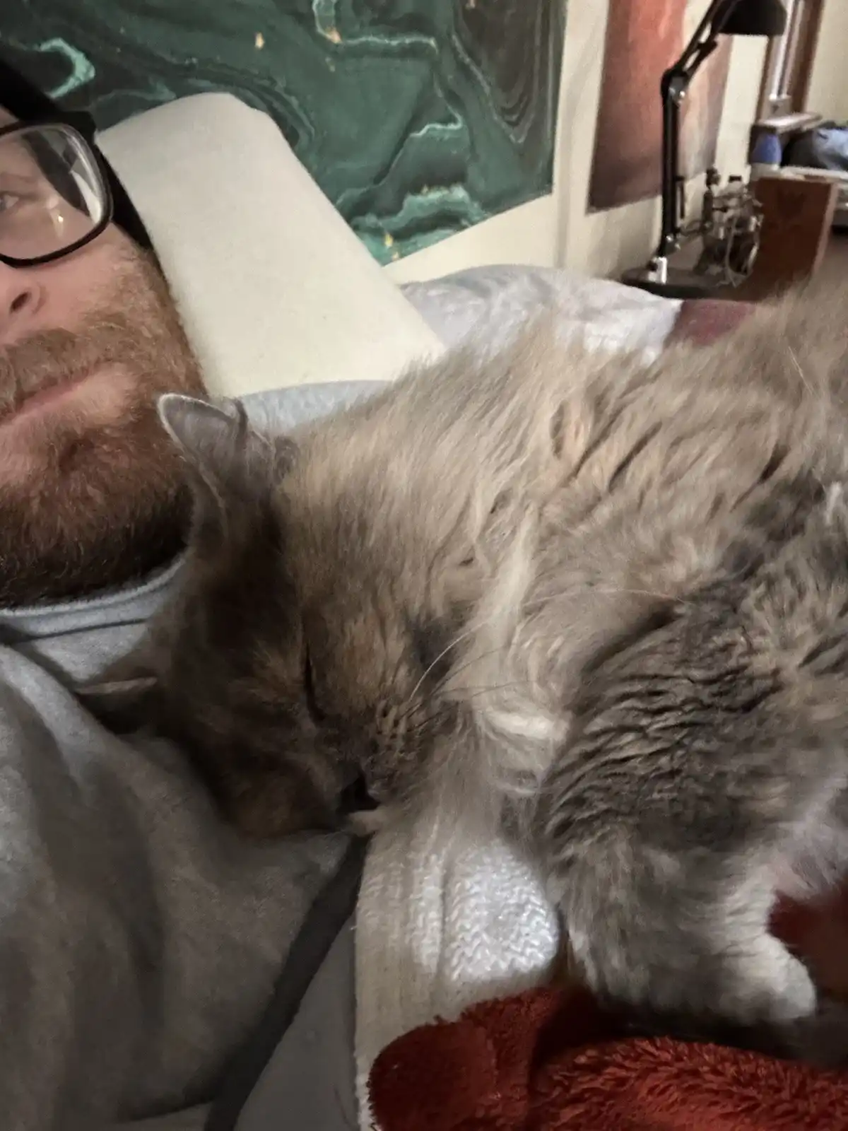 A man with glasses and a beard lies in bed, partially covered by blankets, while a fluffy gray cat sleeps curled up directly…