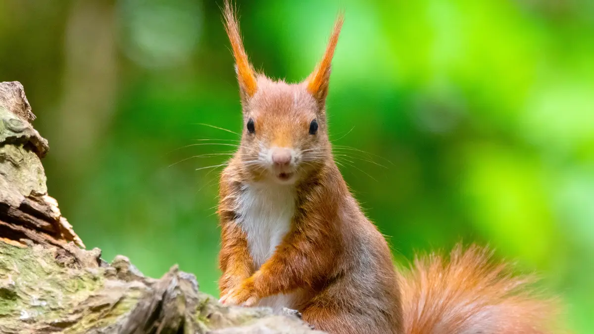 Cute with a twinkle in its eye, a vibrant red squirrel strikes a pose. Native to Europe and northern Asia, this solitary but…