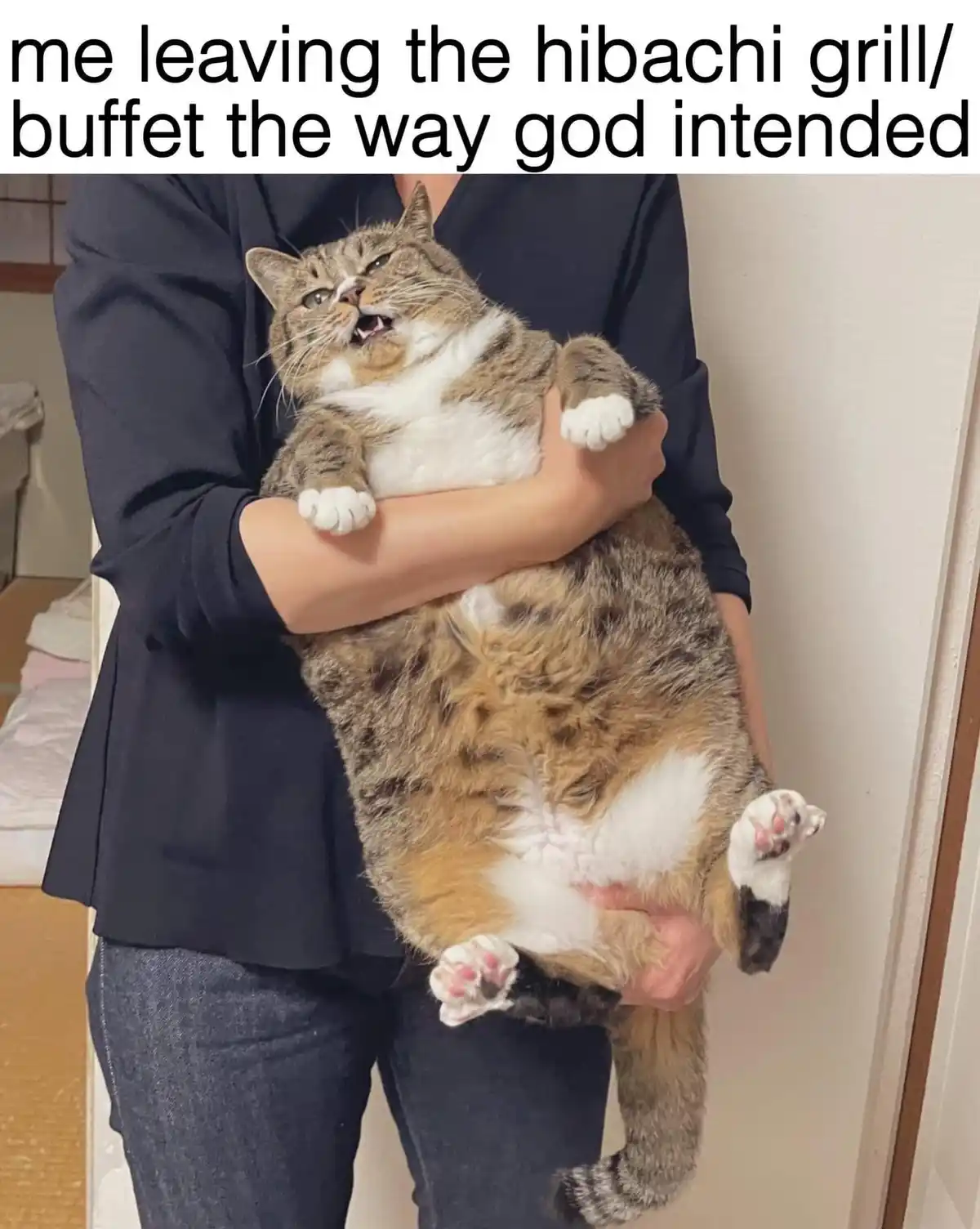 A person in a dark shirt and jeans is holding a very overweight, fluffy tabby cat with white paws and chest. The cat is…