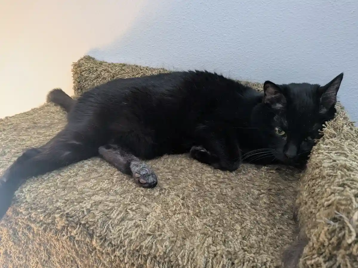 A black cat with green eyes is lying on its side on a textured beige carpet, looking relaxed but with a slightly grumpy or…