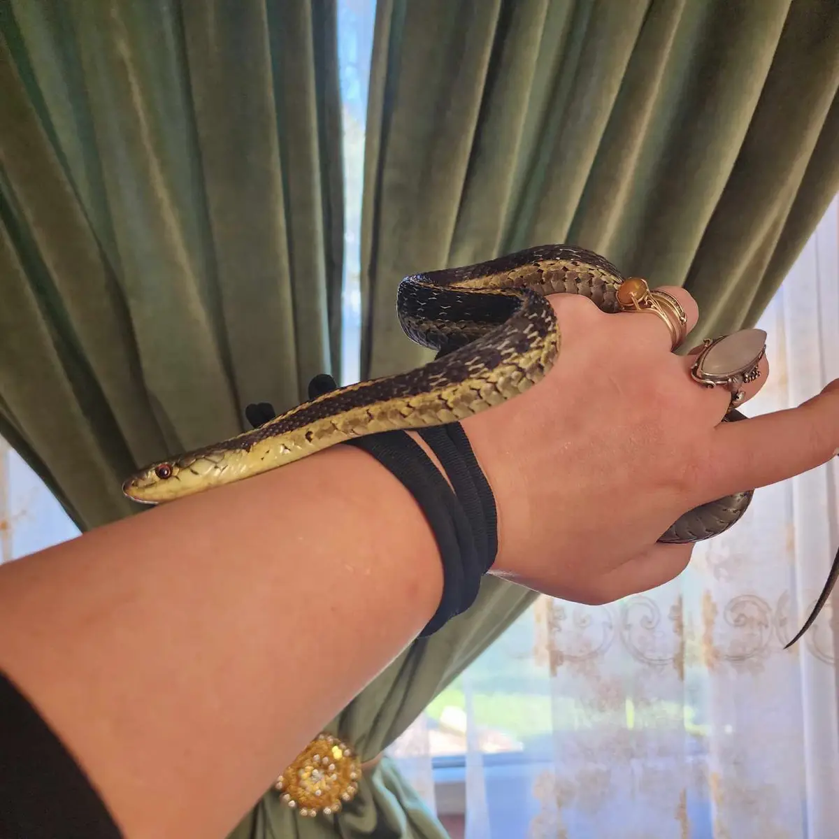 A person's hand and forearm are shown holding a small, patterned snake with black, yellow, and brown scales. The hand wears…