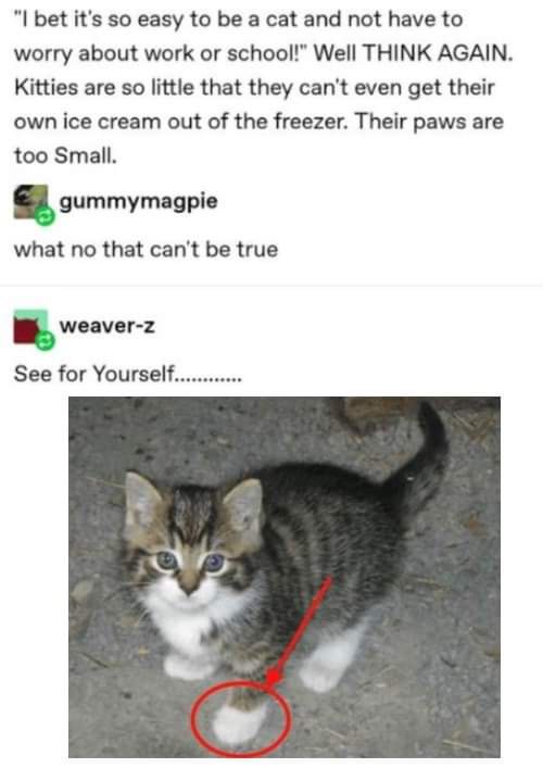 A screenshot of a Reddit thread where a user claims cats can't get ice cream due to small paws, and another user replies…