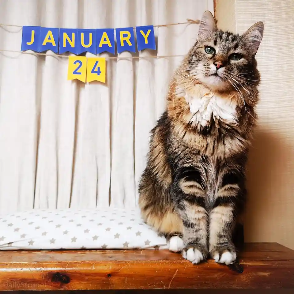 A fluffy tabby cat with green eyes sits regally on a wooden surface next to a star-patterned pillow, looking upward with a…