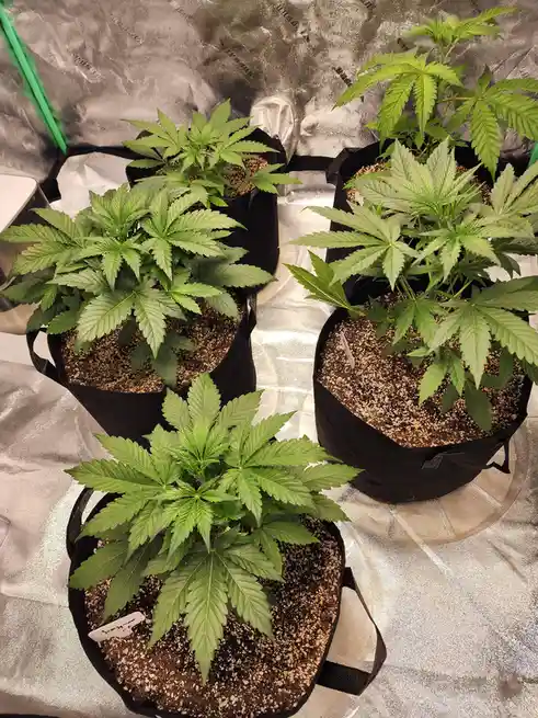 Four healthy cannabis plants in black fabric pots sit on a reflective grow tent floor, their vibrant green leaves clearly…