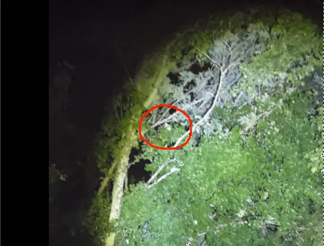 A nighttime forest scene captured with a flashlight, showing dense green foliage and tree branches. A red circle highlights…