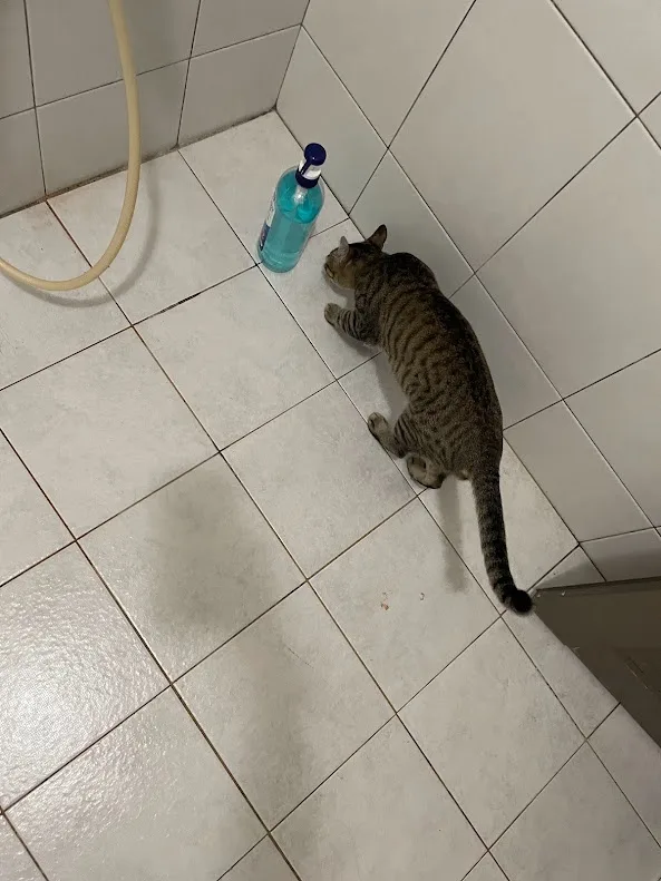 Adorable Feline Moments: The Cat Chronicles