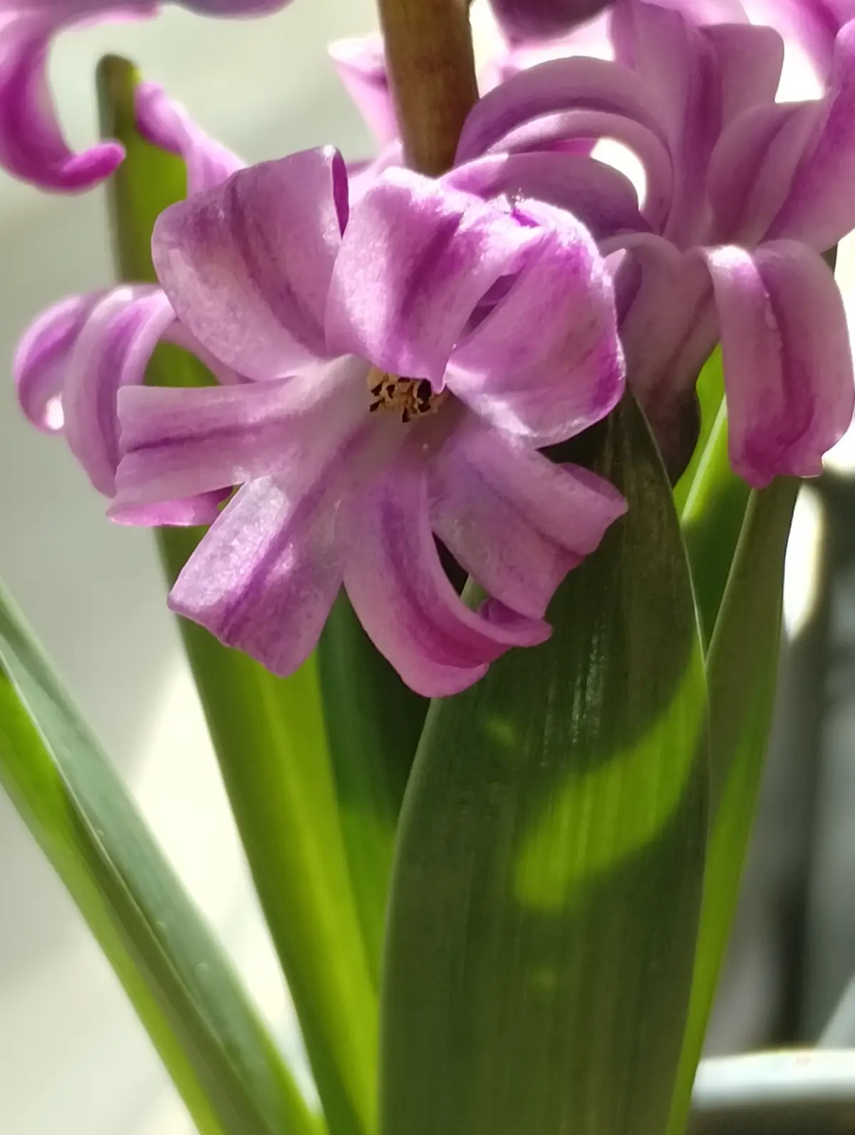 A close-up photograph of a purple hyacinth flower with delicate, ruffled petals and green leaves, illuminated by soft…