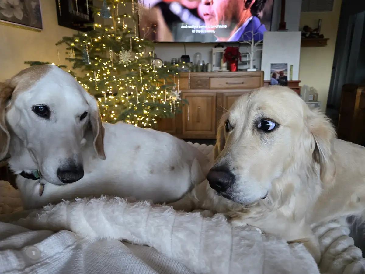 Two golden retrievers lie on a fluffy white blanket in a cozy living room with a lit Christmas tree behind them. A TV screen…