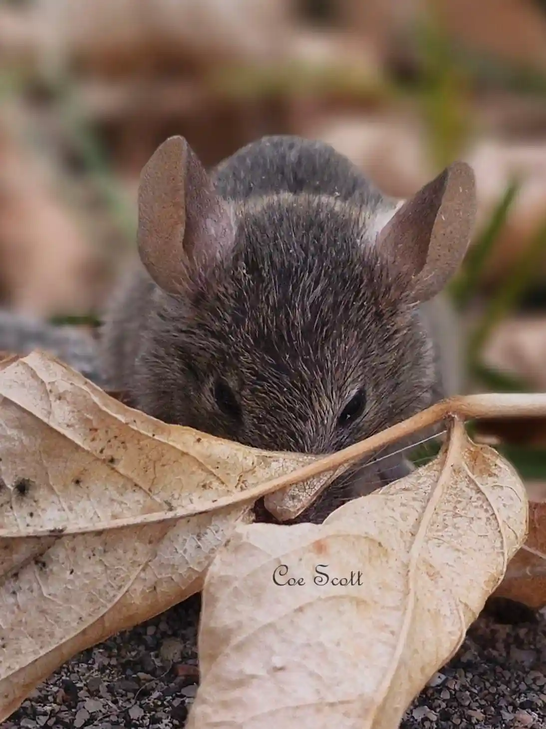 A small gray mouse with large ears peeks out from behind two dry, brown leaves on the ground. The image has a watermark…