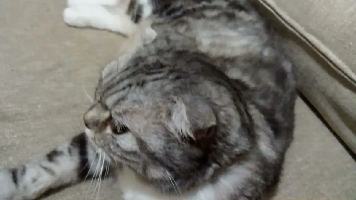 A gray tabby cat is lying on its side on a beige couch, appearing very relaxed with its eyes half-closed. The cat's body is…
